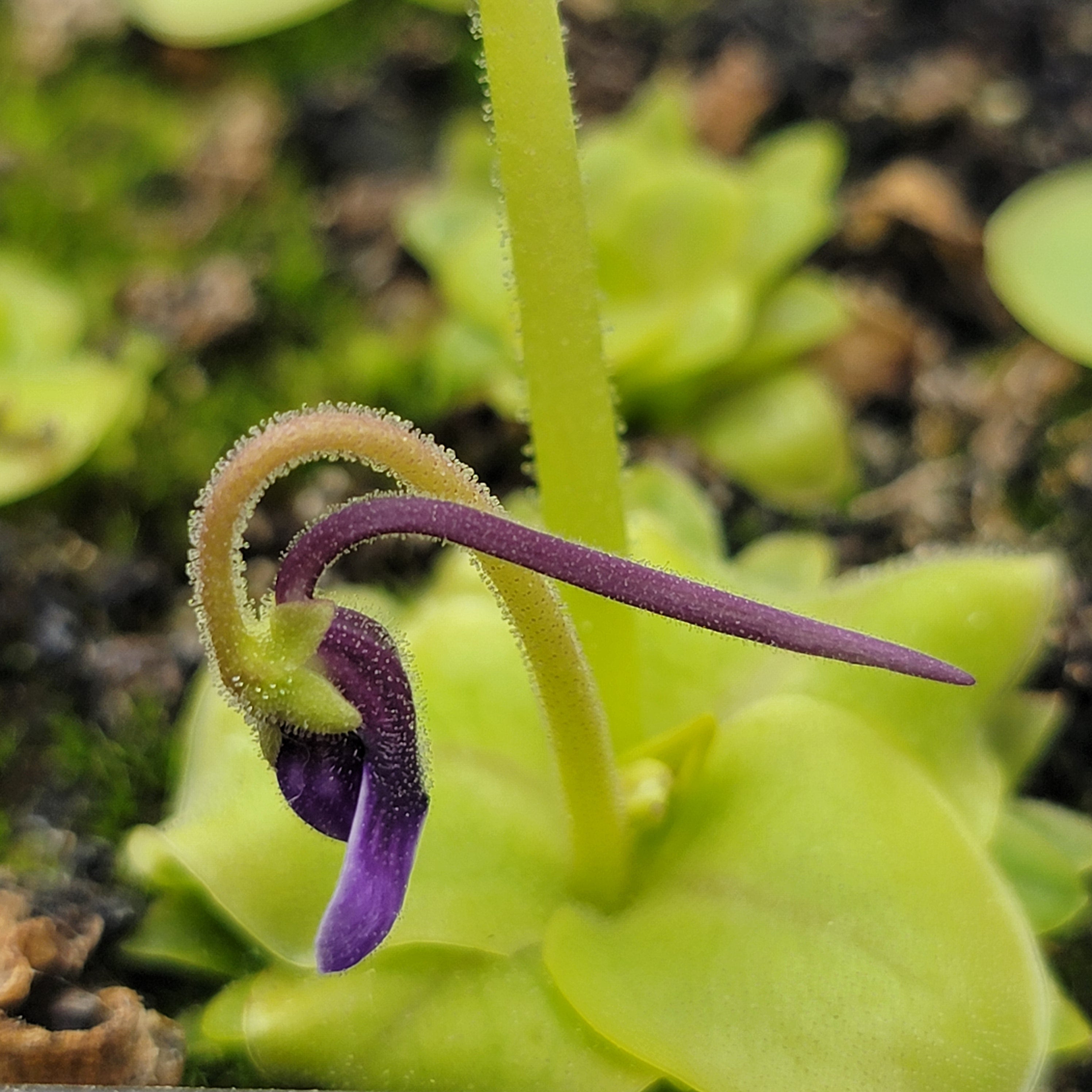 Pinguicula macrophylla product image 5