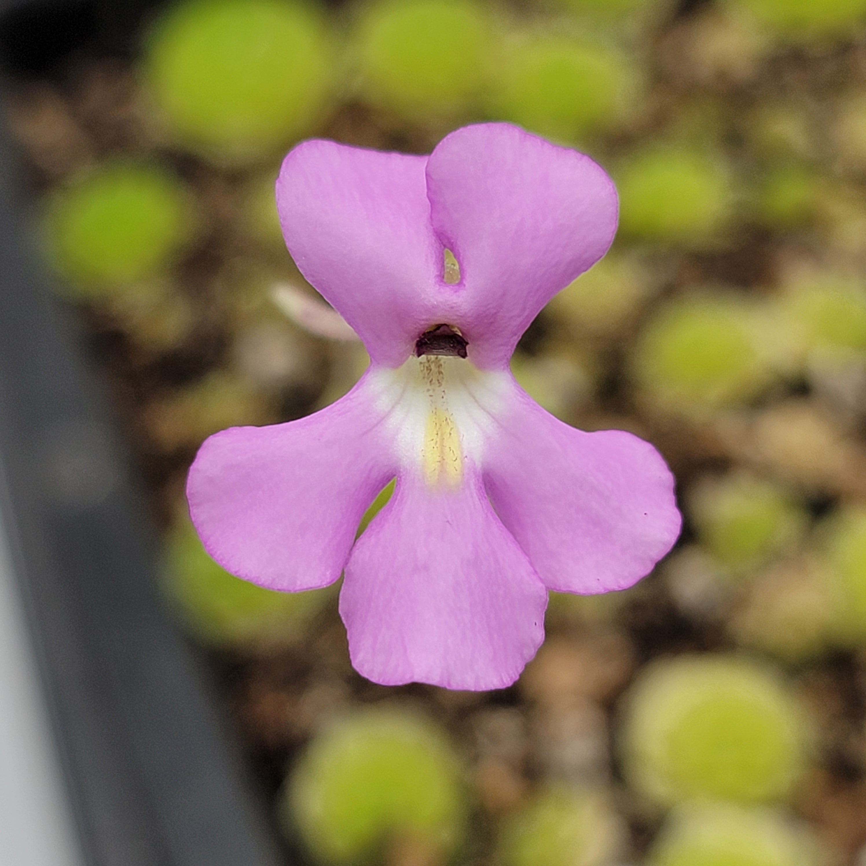 Pinguicula esseriana {Agua de León} product image 2