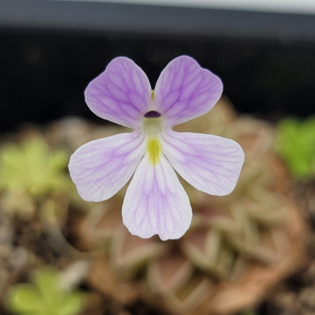 Pinguicula emarginata x jaumavensis product image 2