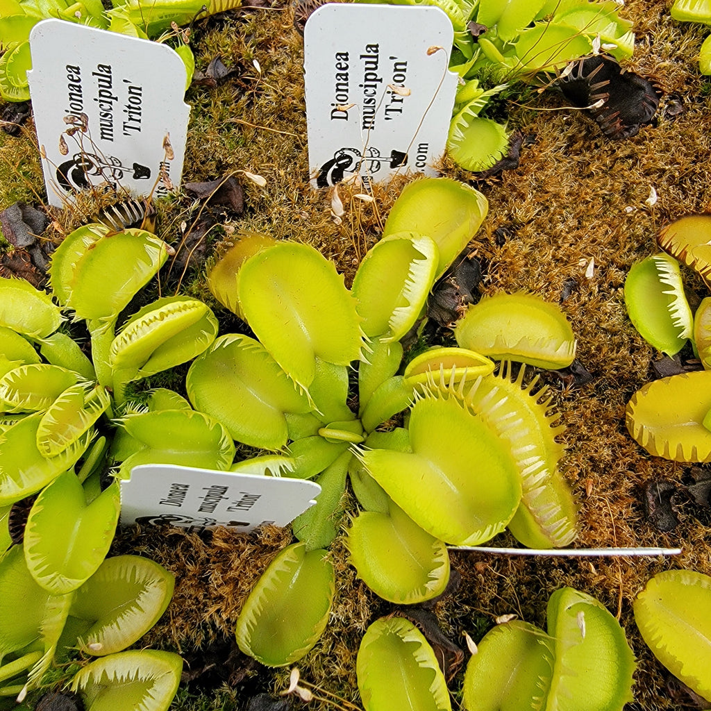 Venus flytrap (Dionaea muscipula) 'Triton' product image 1