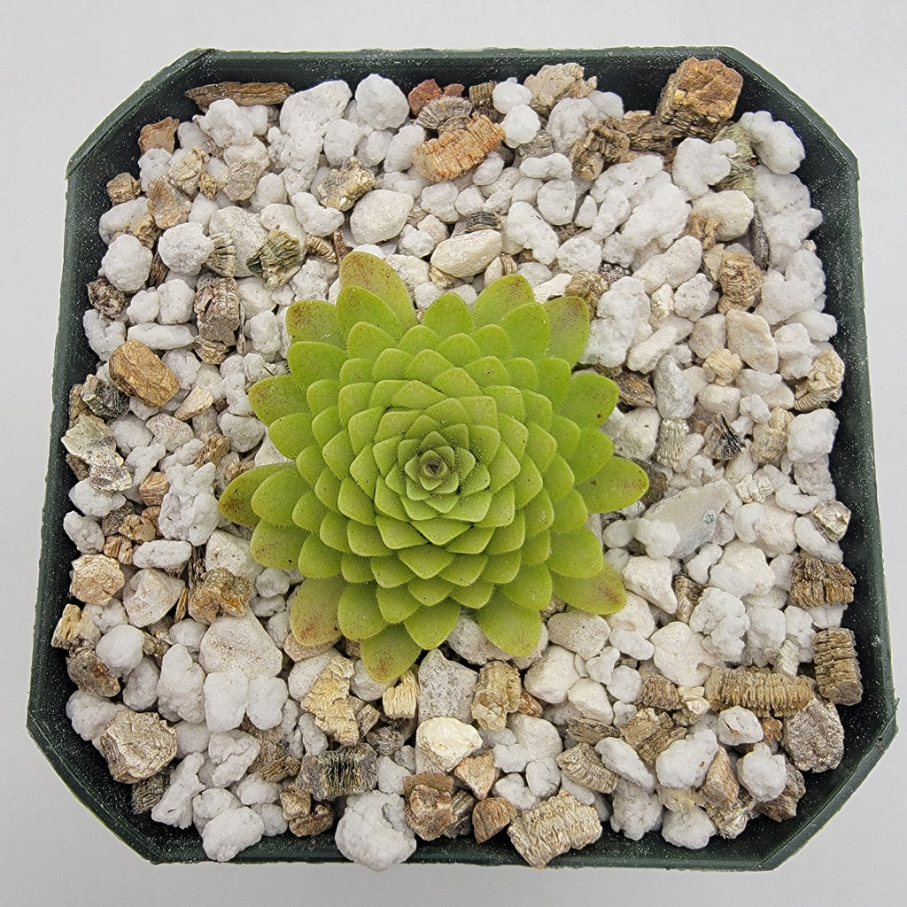 Pinguicula -inchLautner 92/52-inch x -inchBig Purple Thing-inch product image 4