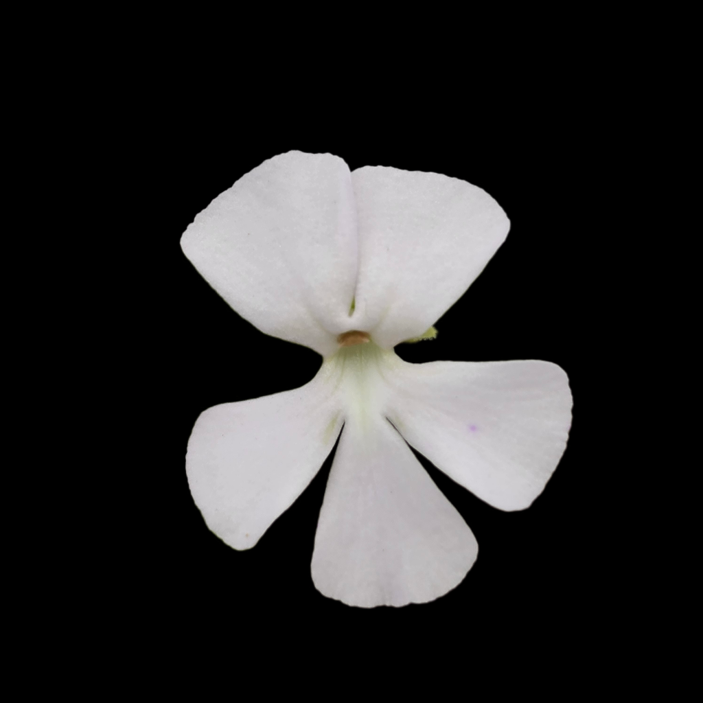 Pinguicula ehlersiae (white flower) product image 2