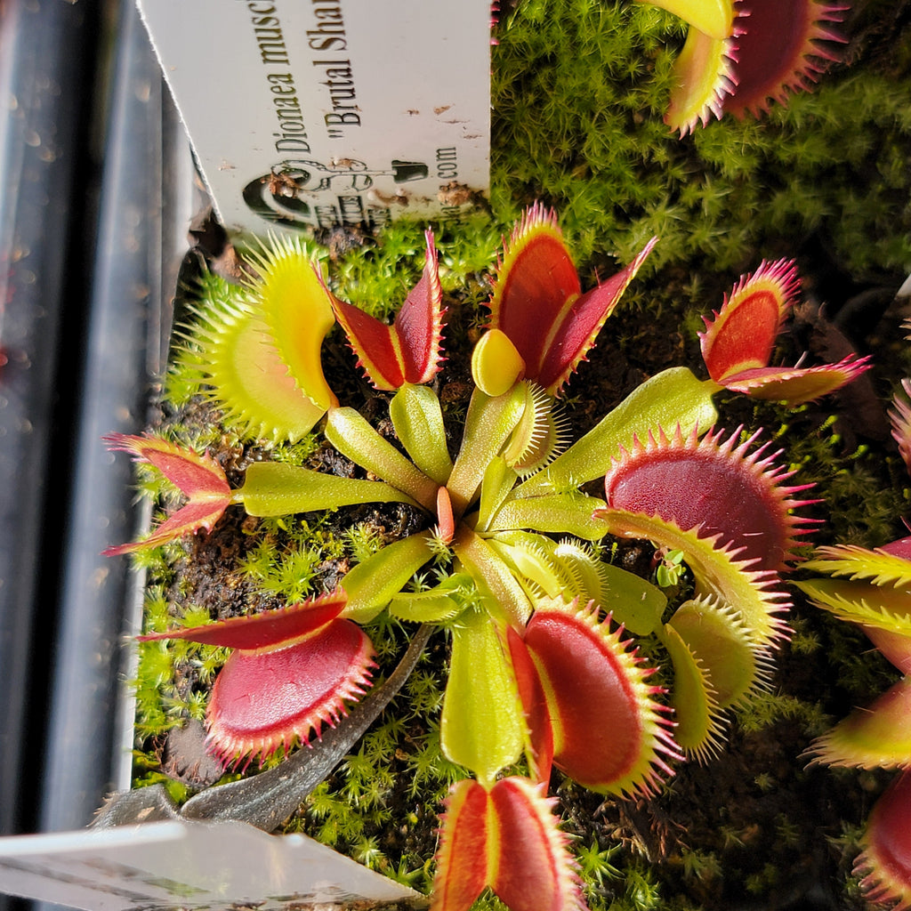Venus flytrap (Dionaea muscipula) Brutal Shark live plant product image 4
