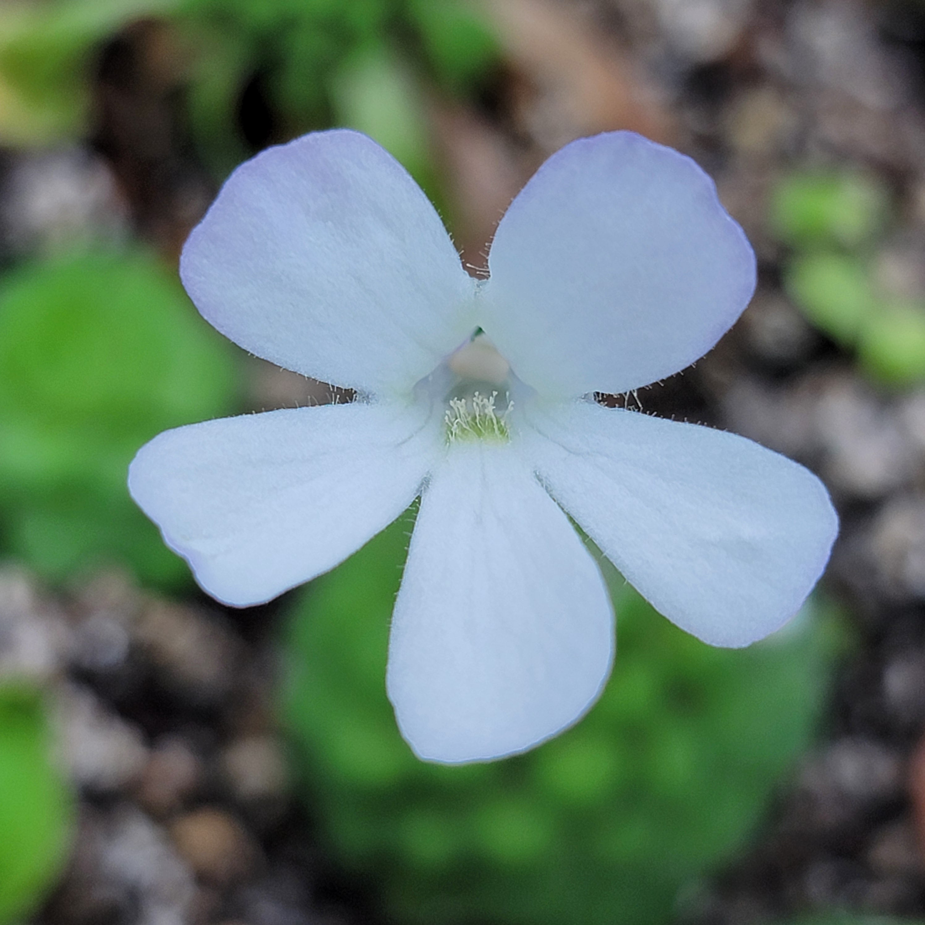 Pinguicula conzattii product image 3