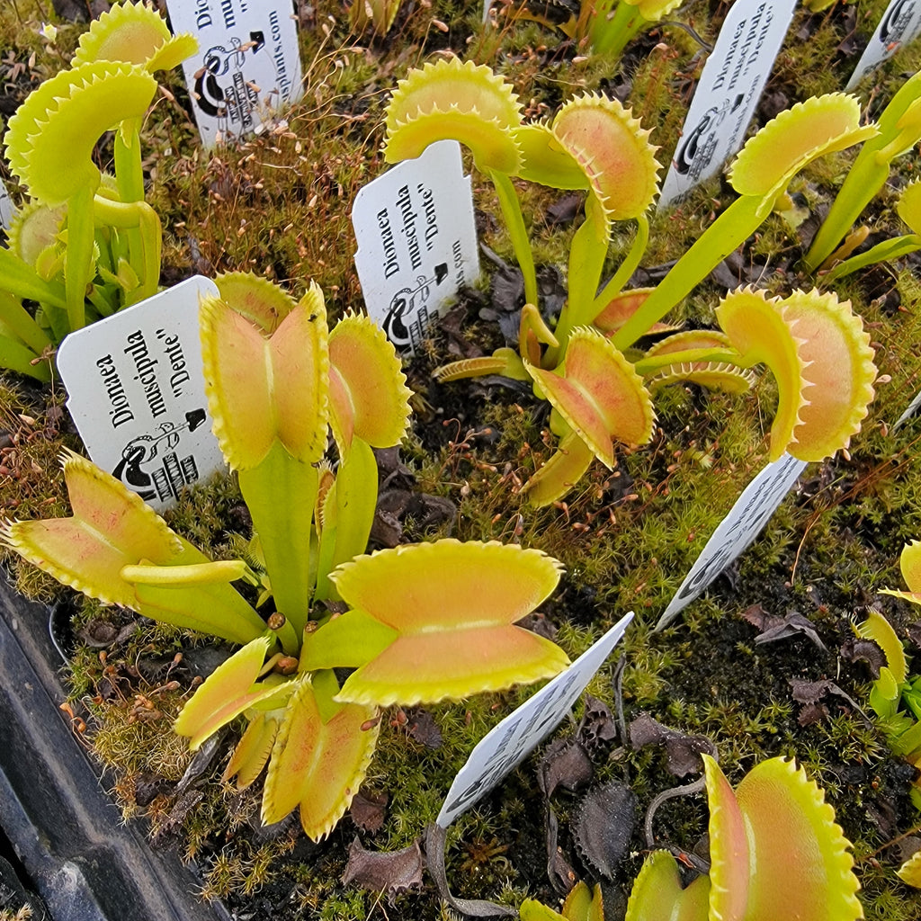 Venus flytrap (Dionaea muscipula) Dente live plant product image 1