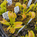 Venus flytrap (Dionaea muscipula) Dente live plant product image 1