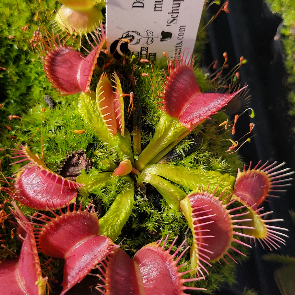 Venus flytrap (Dionaea muscipula) 'Schuppenstiel II' live plant product image 1