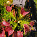Venus flytrap (Dionaea muscipula) 'Schuppenstiel II' live plant product image 1