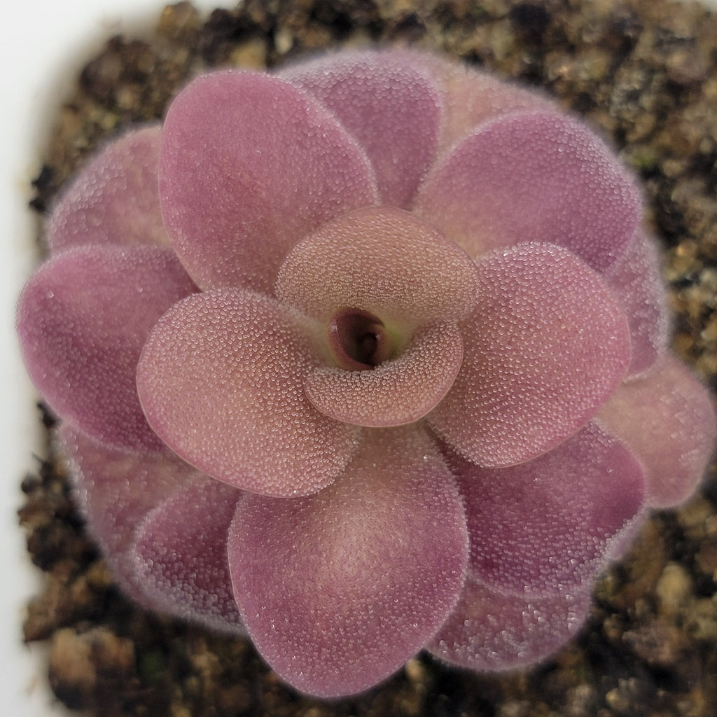 Pinguicula martinezii x laueana -Mexican butterwort- product image 2