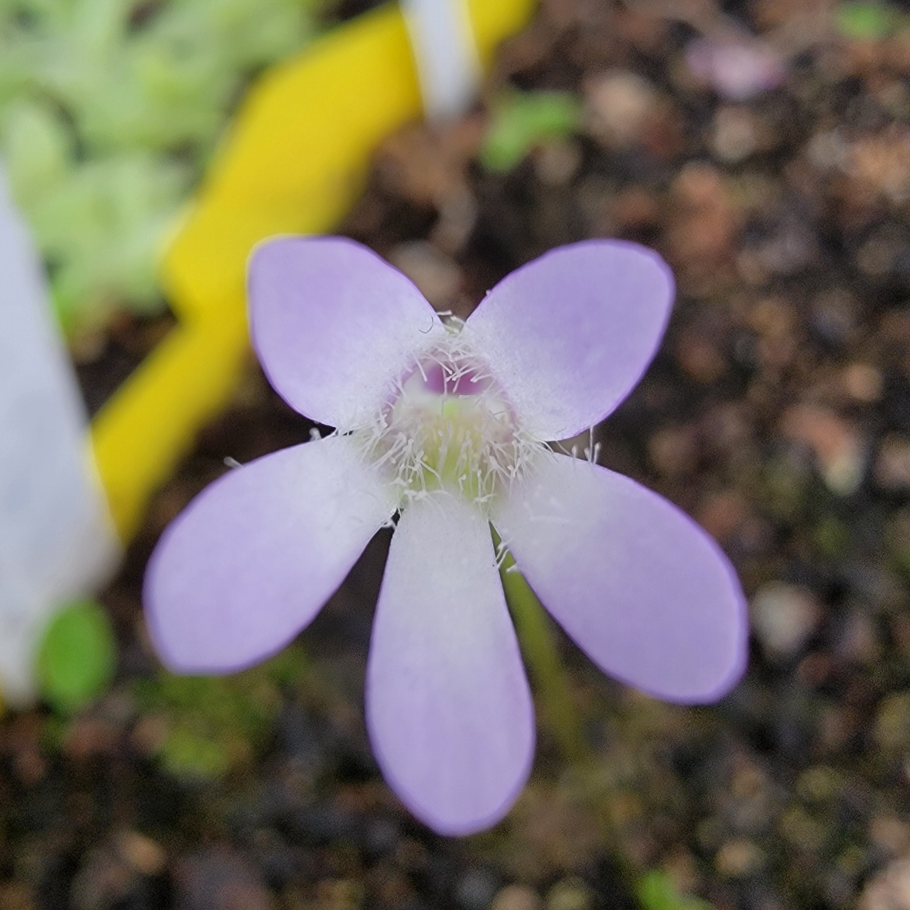 Pinguicula parvifolia product image 2