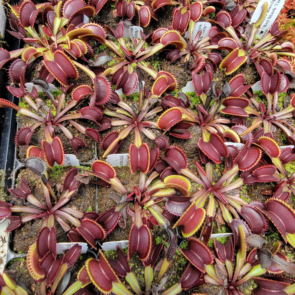 Venus flytrap (Dionaea muscipula) Red Shark Teeth live plant product image 3