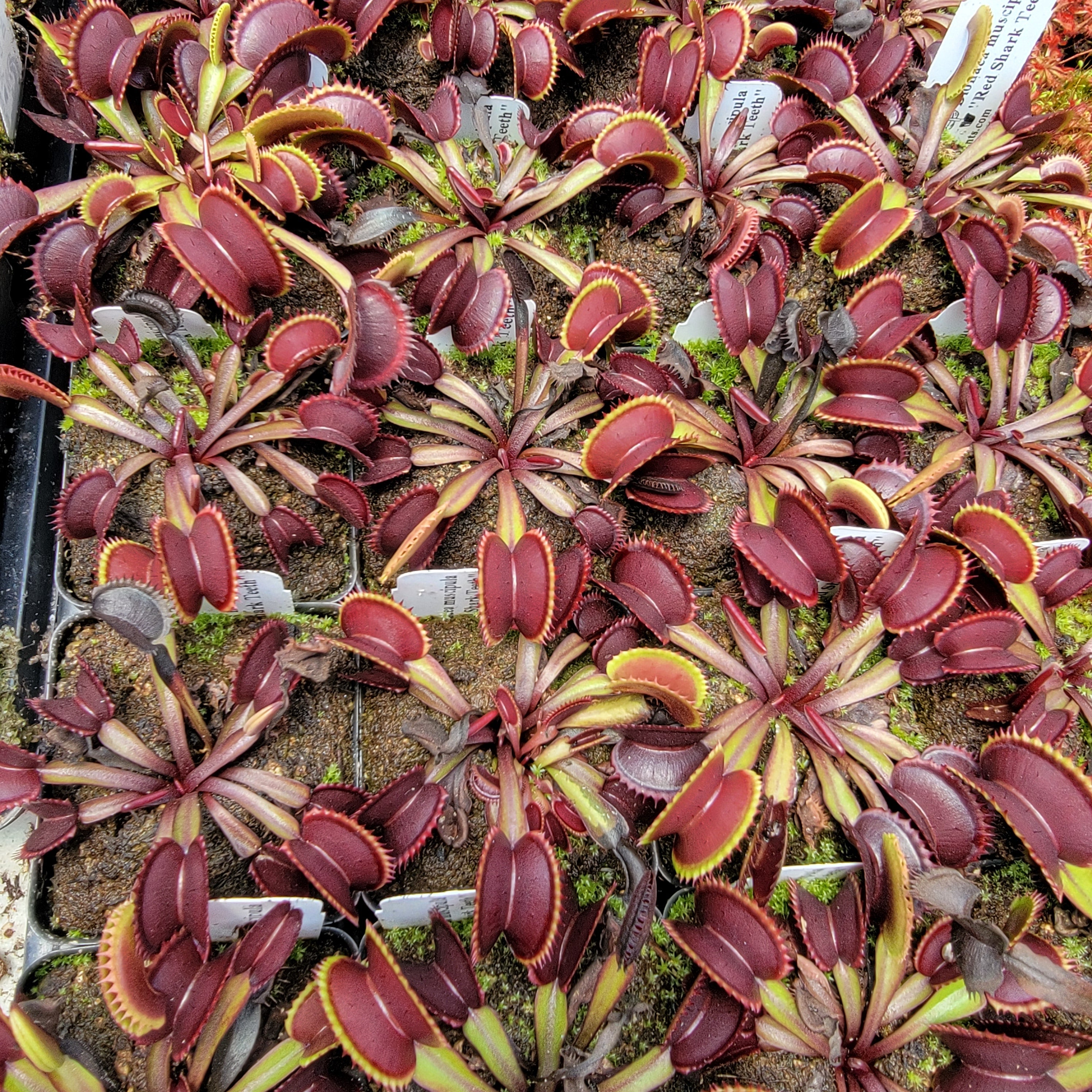 Venus flytrap (Dionaea muscipula) Red Shark Teeth live plant product image 3