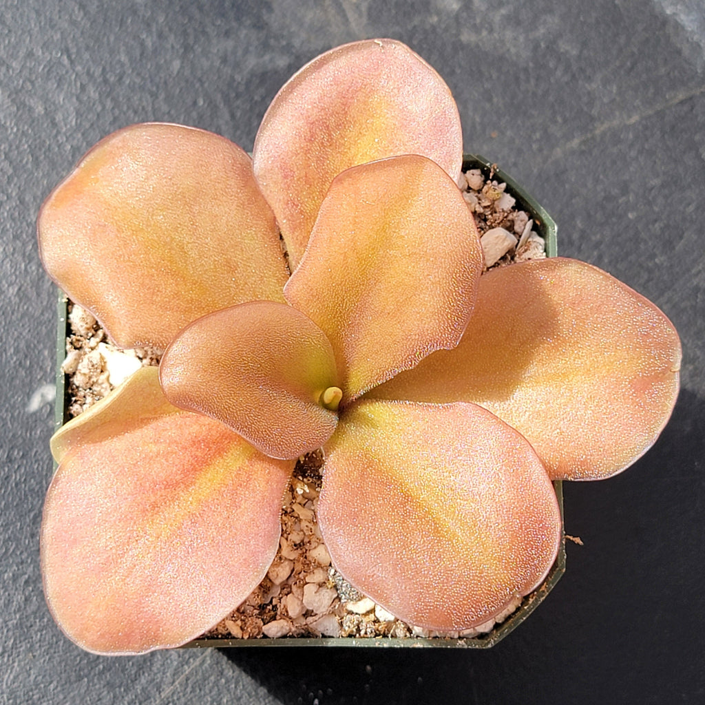 Pinguicula gigantea red x zamudioana product image 1