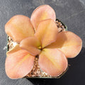 Pinguicula gigantea red x zamudioana product image 1