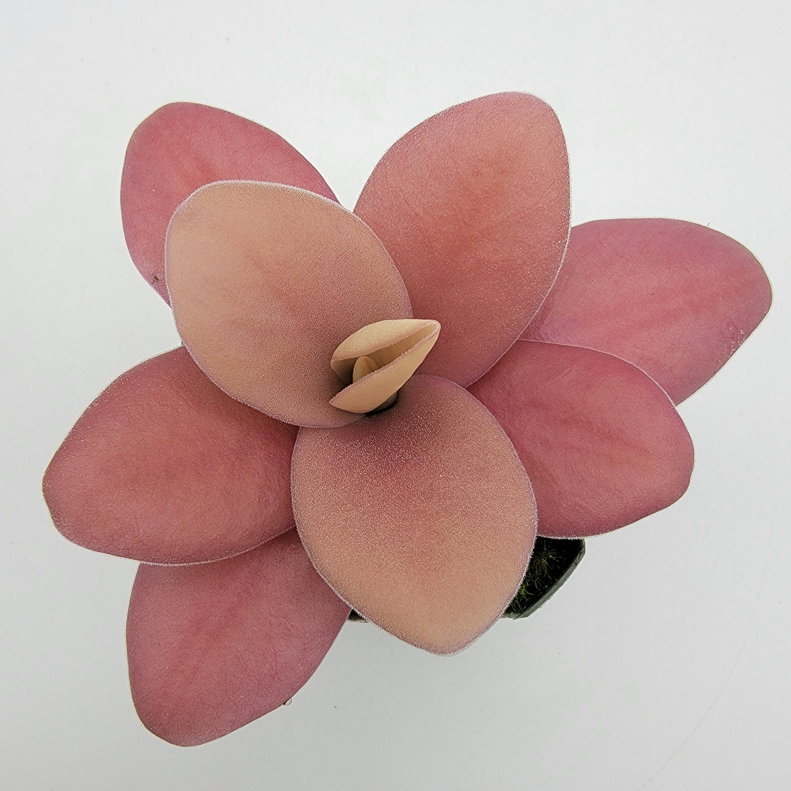 Pinguicula gigantea red product image 5