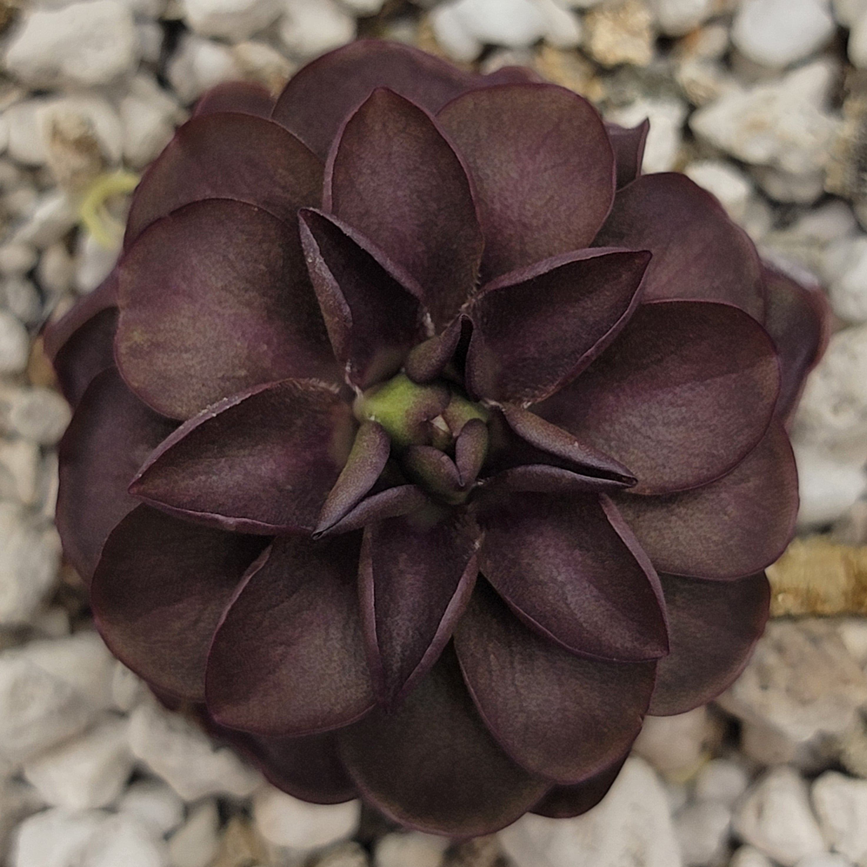 Pinguicula laueana -inchTangerine-inch x cyclosecta product image 1
