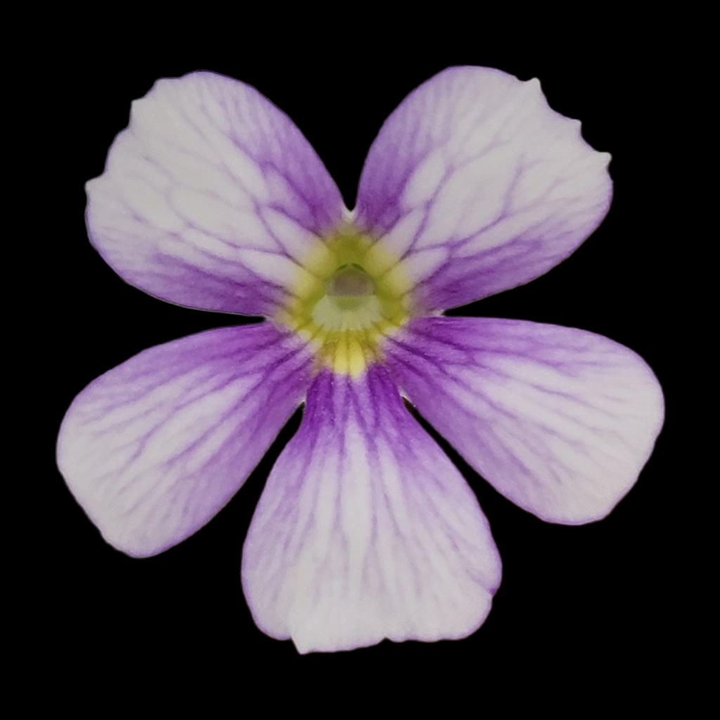 Pinguicula 'Riva' product image 5