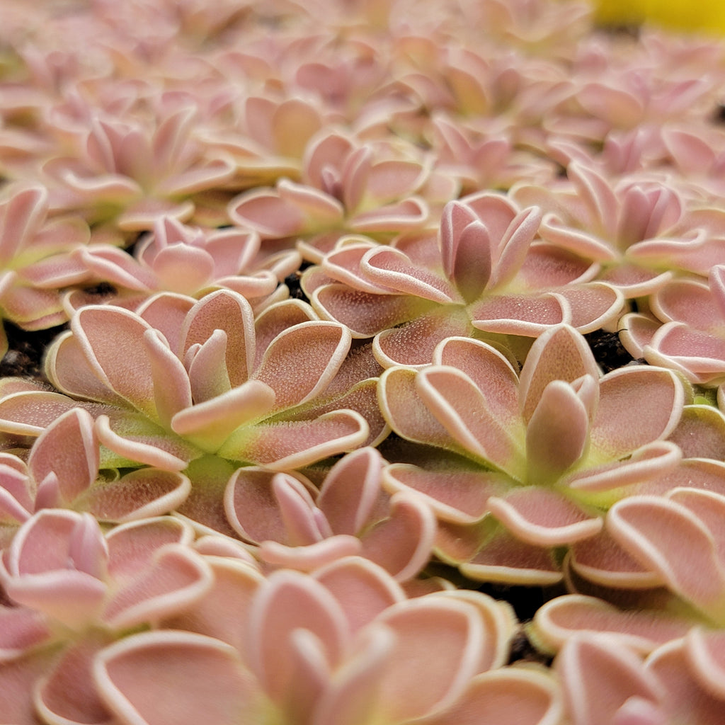 Pinguicula ehlersiae {Tolantongo} product image 3