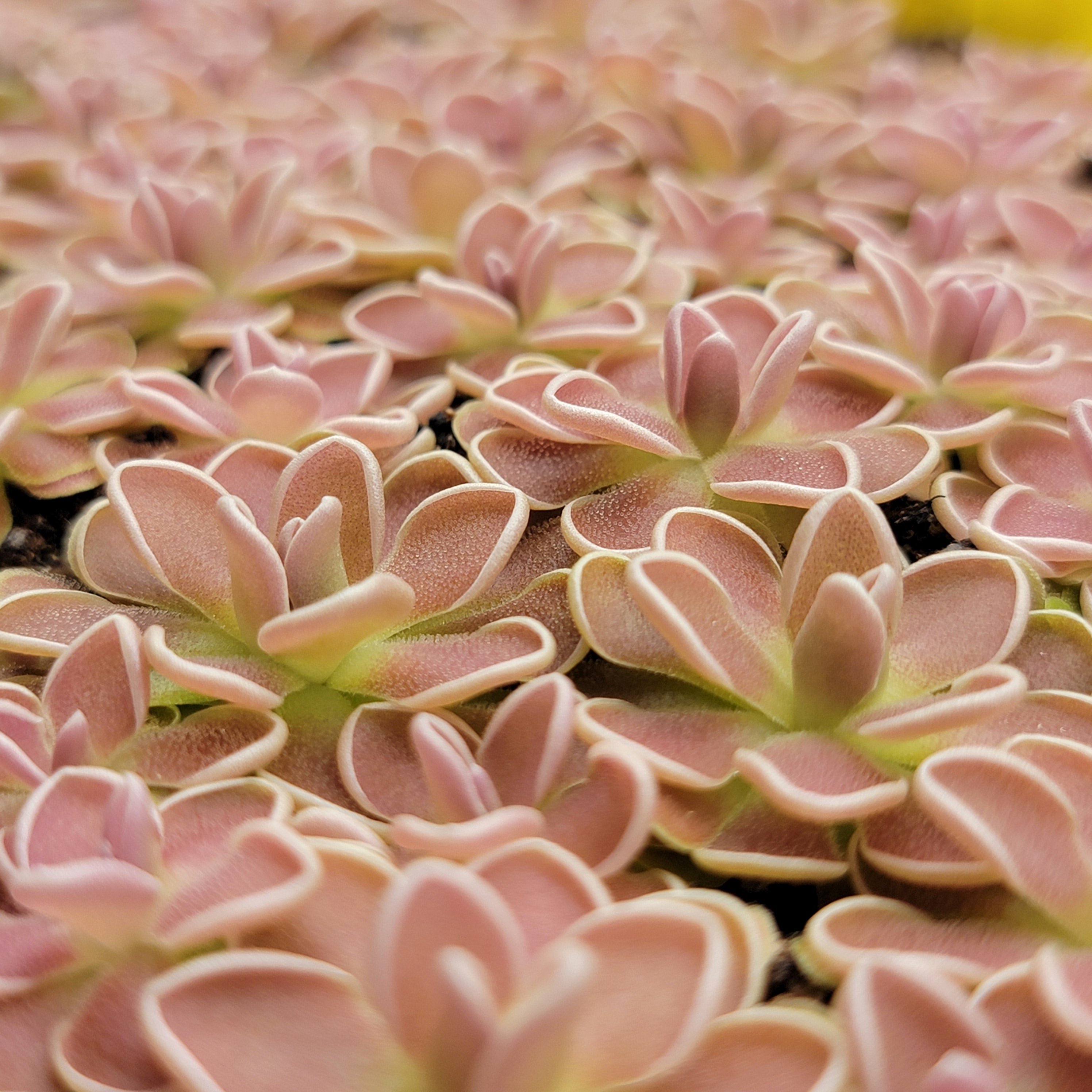 Pinguicula ehlersiae {Tolantongo} product image 3