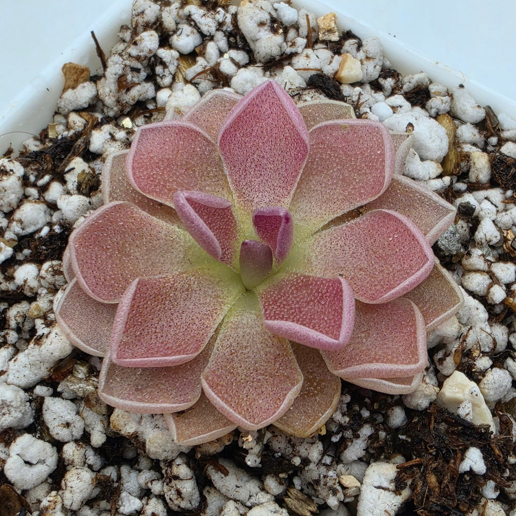 Pinguicula 'PE Formosa' product image 2