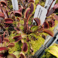 Venus flytrap (Dionaea muscipula) 'Red Fused Petiole' live plant product image 1