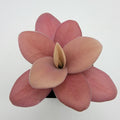 Pinguicula gigantea red product image 1