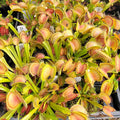 Venus flytrap (Dionaea muscipula) 'Big Mouth' x 'B52' live plant product image 1