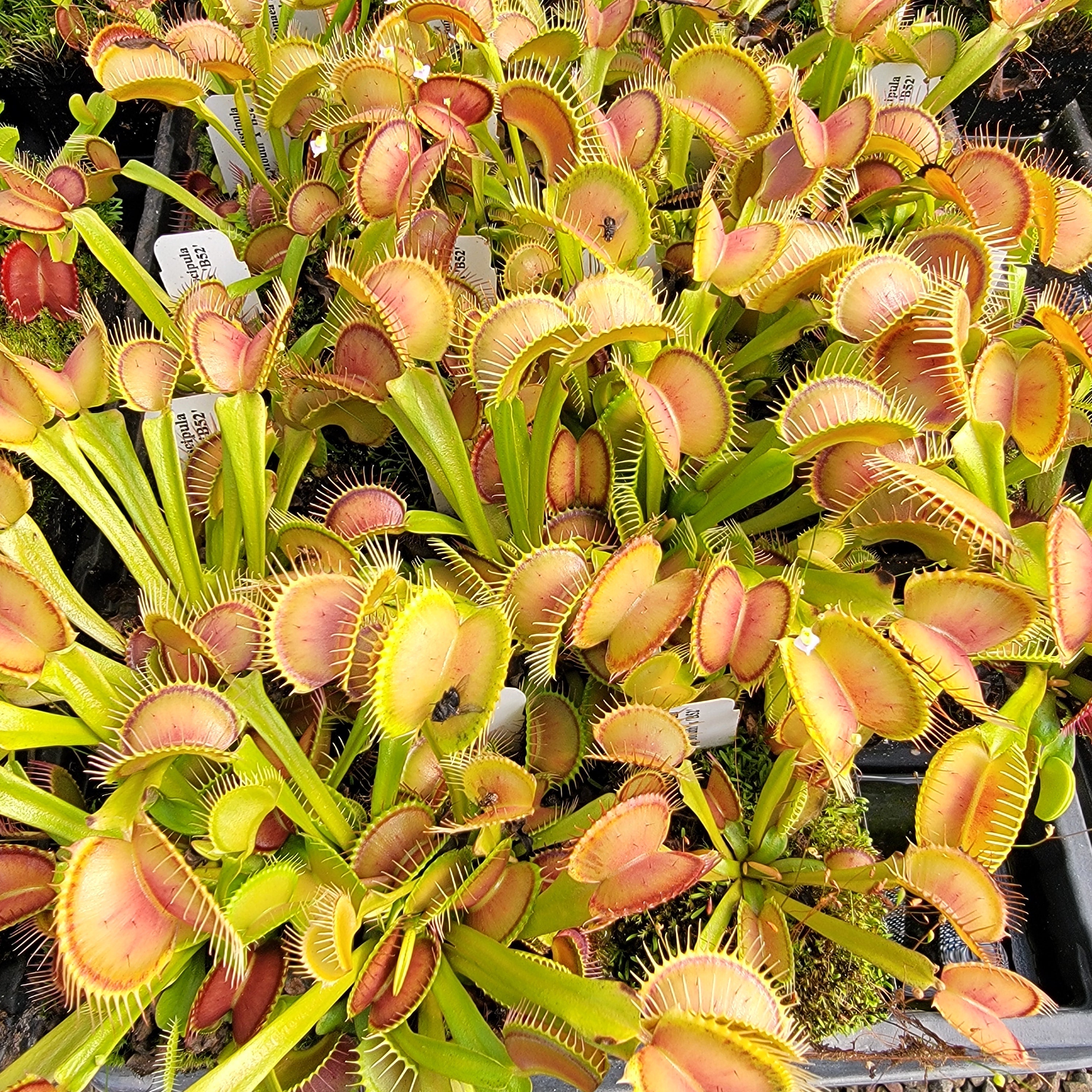 Venus flytrap (Dionaea muscipula) 'Big Mouth' x 'B52' live plant product image 1