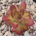 Pinguicula agnata 'El Lobo' x gypsicola product image 1