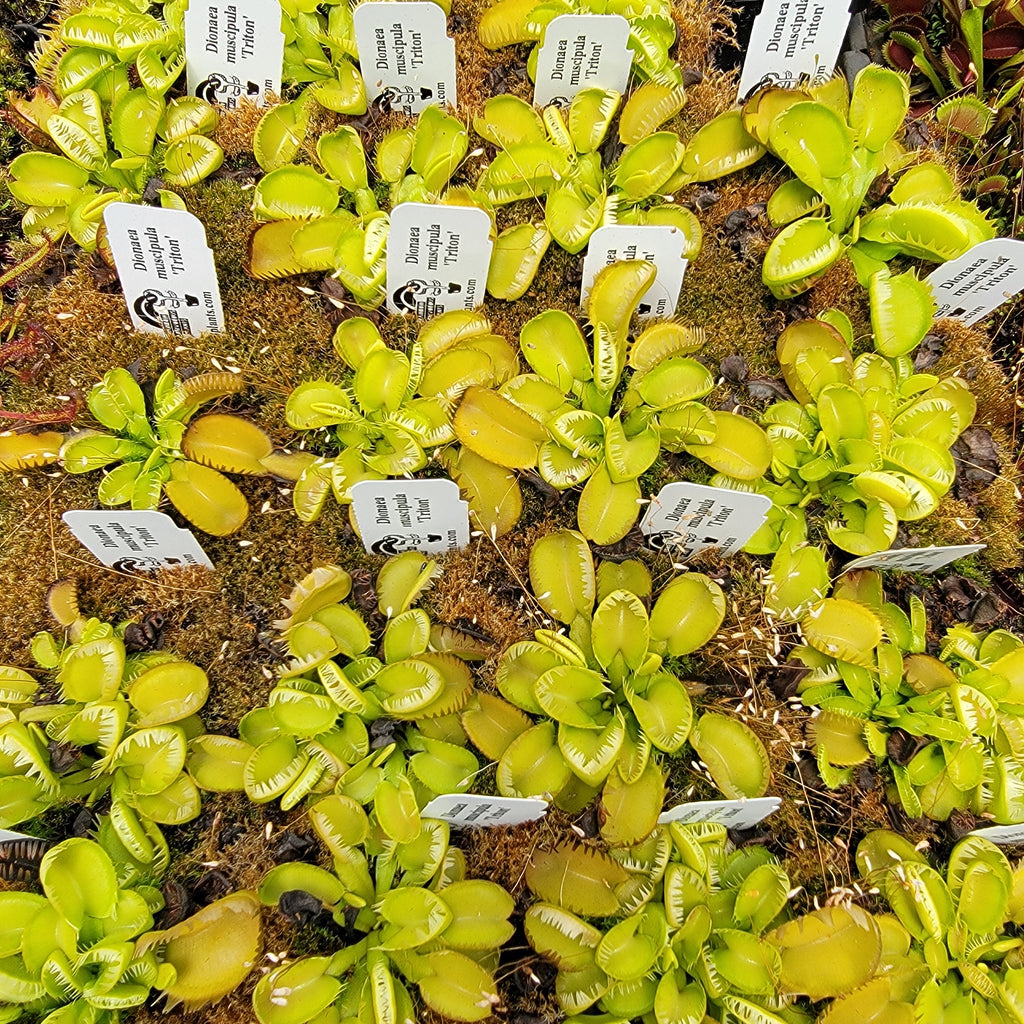Venus flytrap (Dionaea muscipula) 'Triton' product image 2