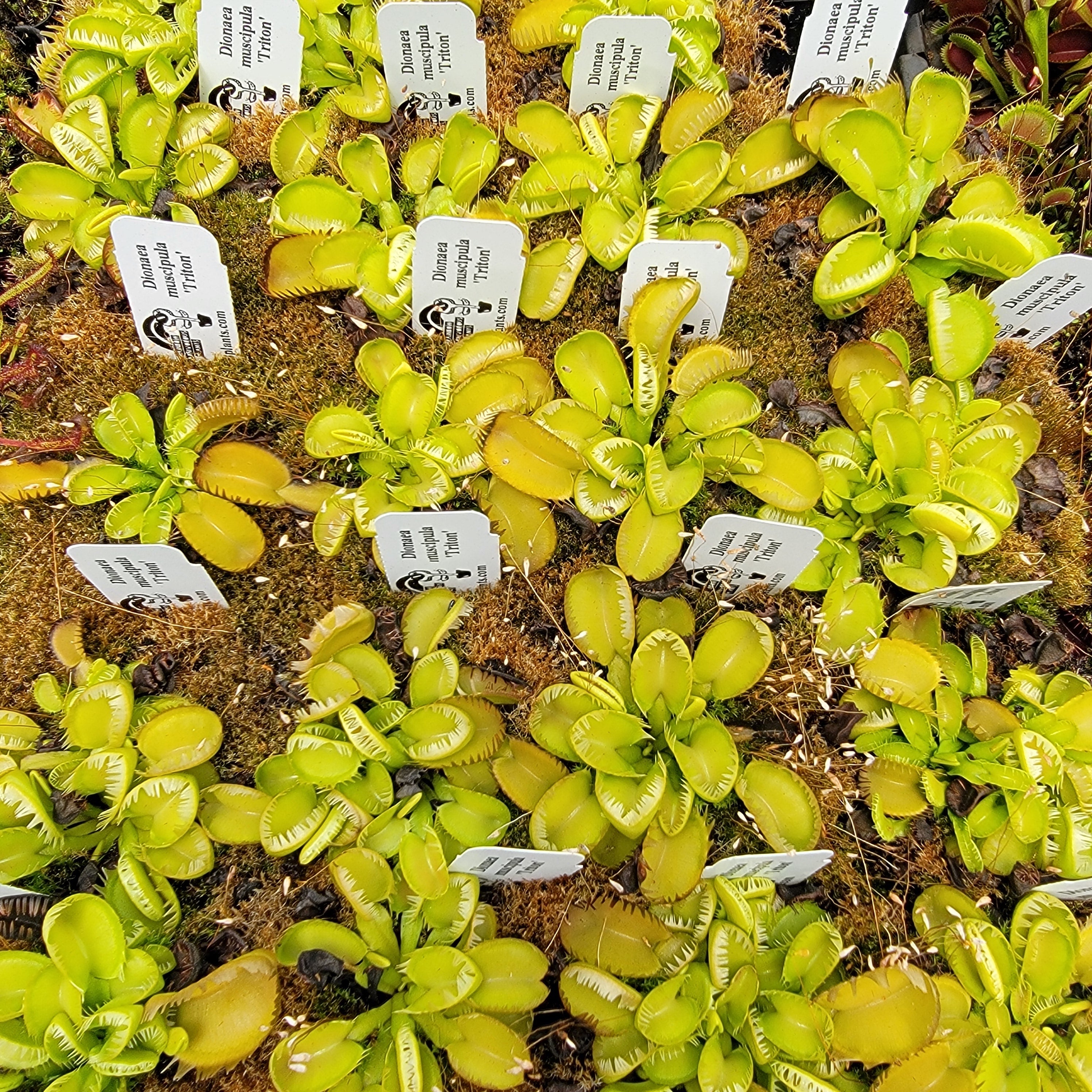 Venus flytrap (Dionaea muscipula) 'Triton' product image 2