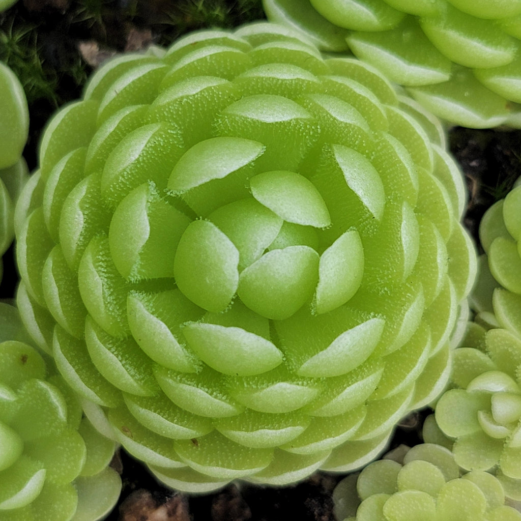 Pinguicula esseriana {Agua de León} product image 3