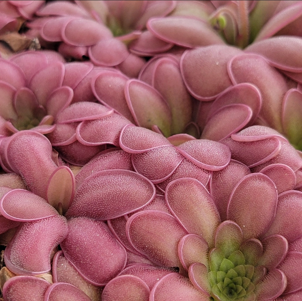 Pinguicula -inchANPA A-inch x laueana product image 1