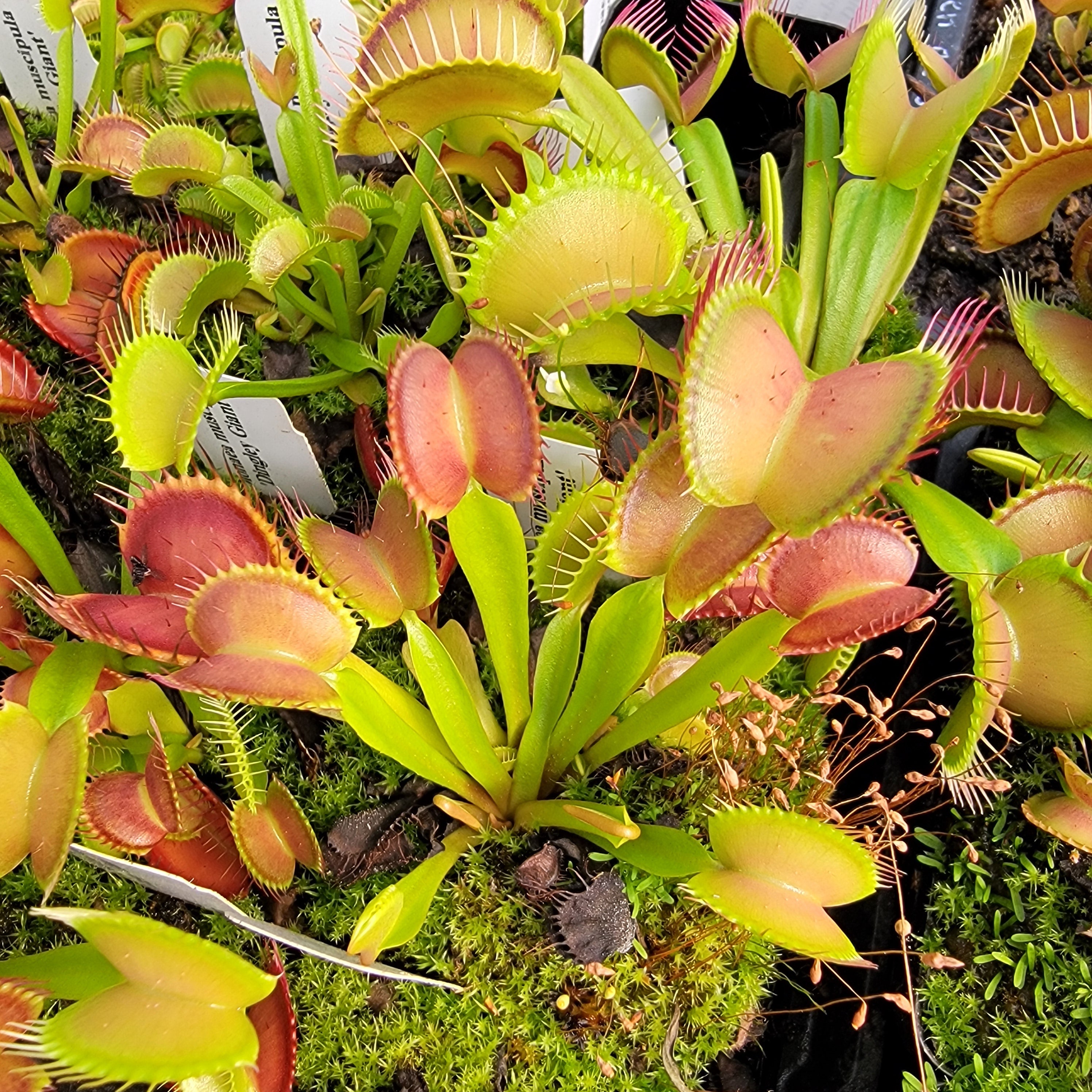 Venus flytrap (Dionaea muscipula) 'Big Mouth' x 'B52' live plant product image 2