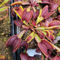 Venus flytrap (Dionaea muscipula) Red Shark Teeth live plant product image 1