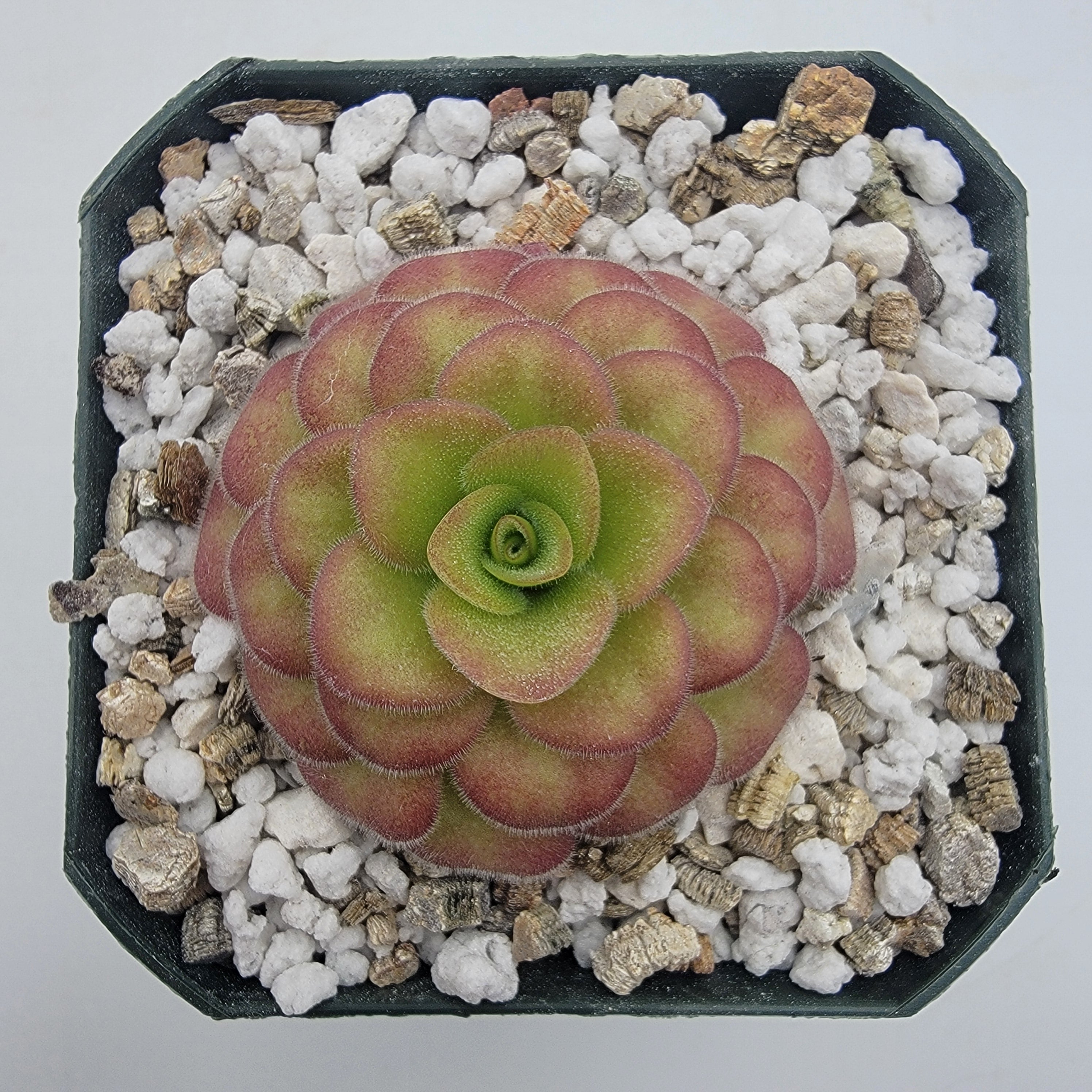 Pinguicula agnata 'El Lobo' x 'Huahuapan' (Red clone) live plant product image 2