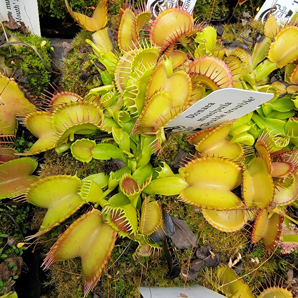 Venus flytrap (Dionaea muscipula) 'Double Trouble' live plant product image 1