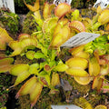 Venus flytrap (Dionaea muscipula) 'Double Trouble' live plant product image 1
