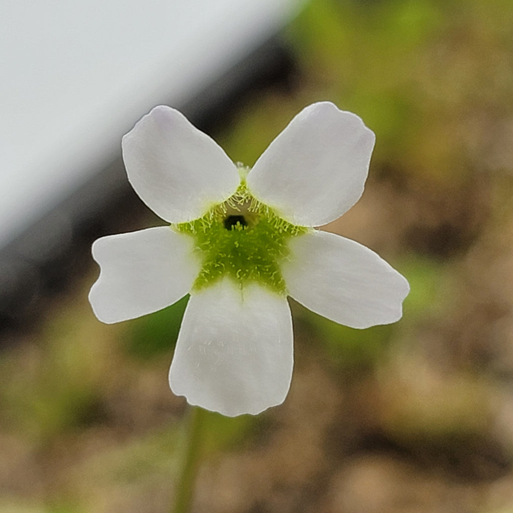 Pinguicula acuminata live plant product image 6