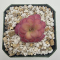Pinguicula agnata 'El Lobo' x 'Huahuapan' (Red clone) live plant product image 1
