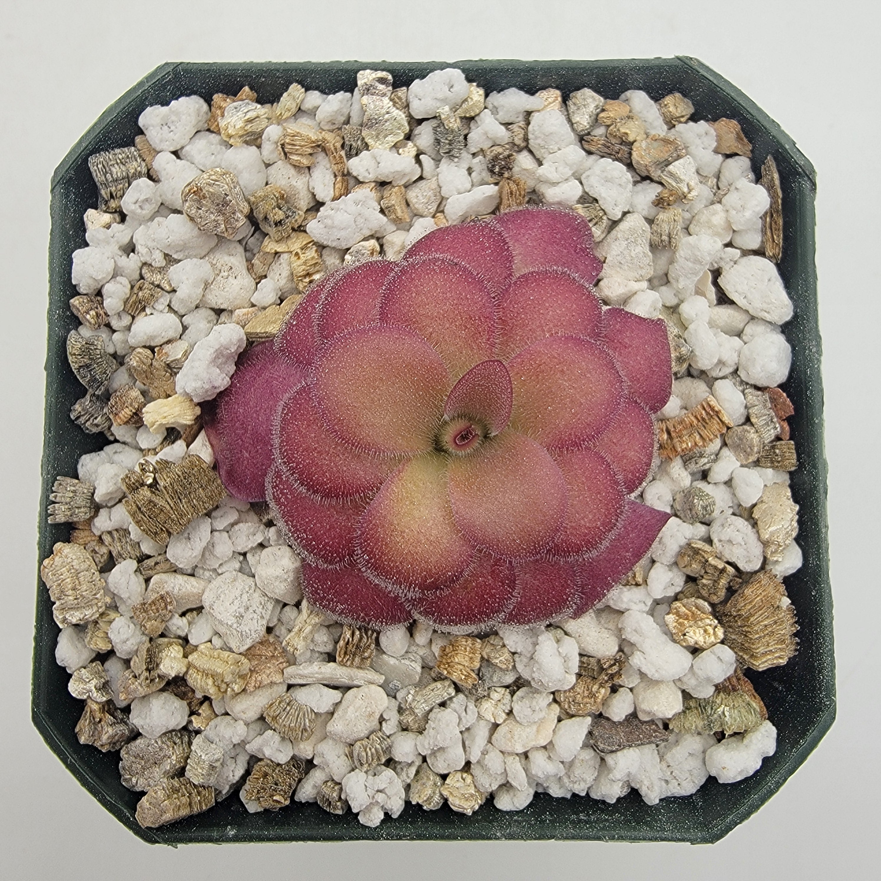 Pinguicula agnata 'El Lobo' x 'Huahuapan' (Red clone) live plant product image 1