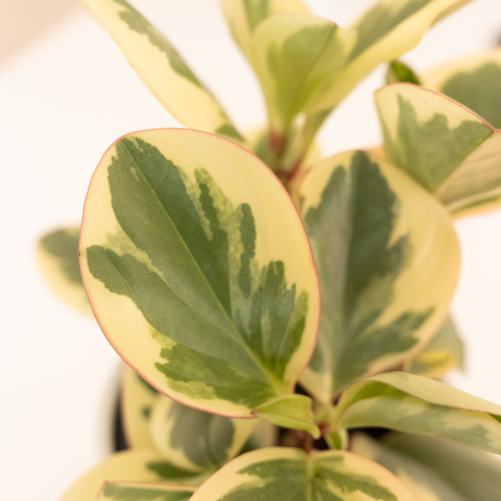 Savory Delights® Sweet and Sour™ live houseplant product image 2
