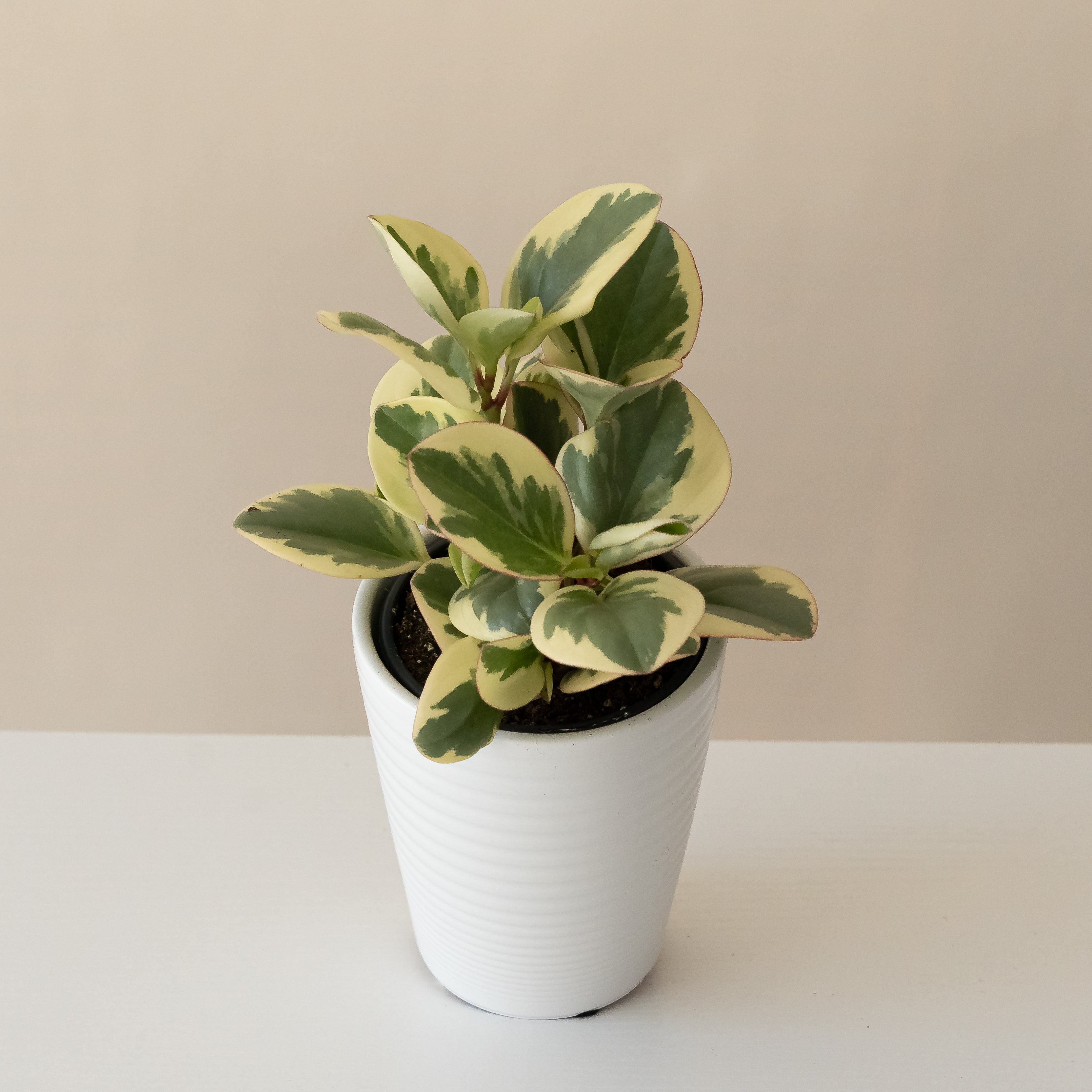 Savory Delights® Sweet and Sour™ live houseplant product image 1