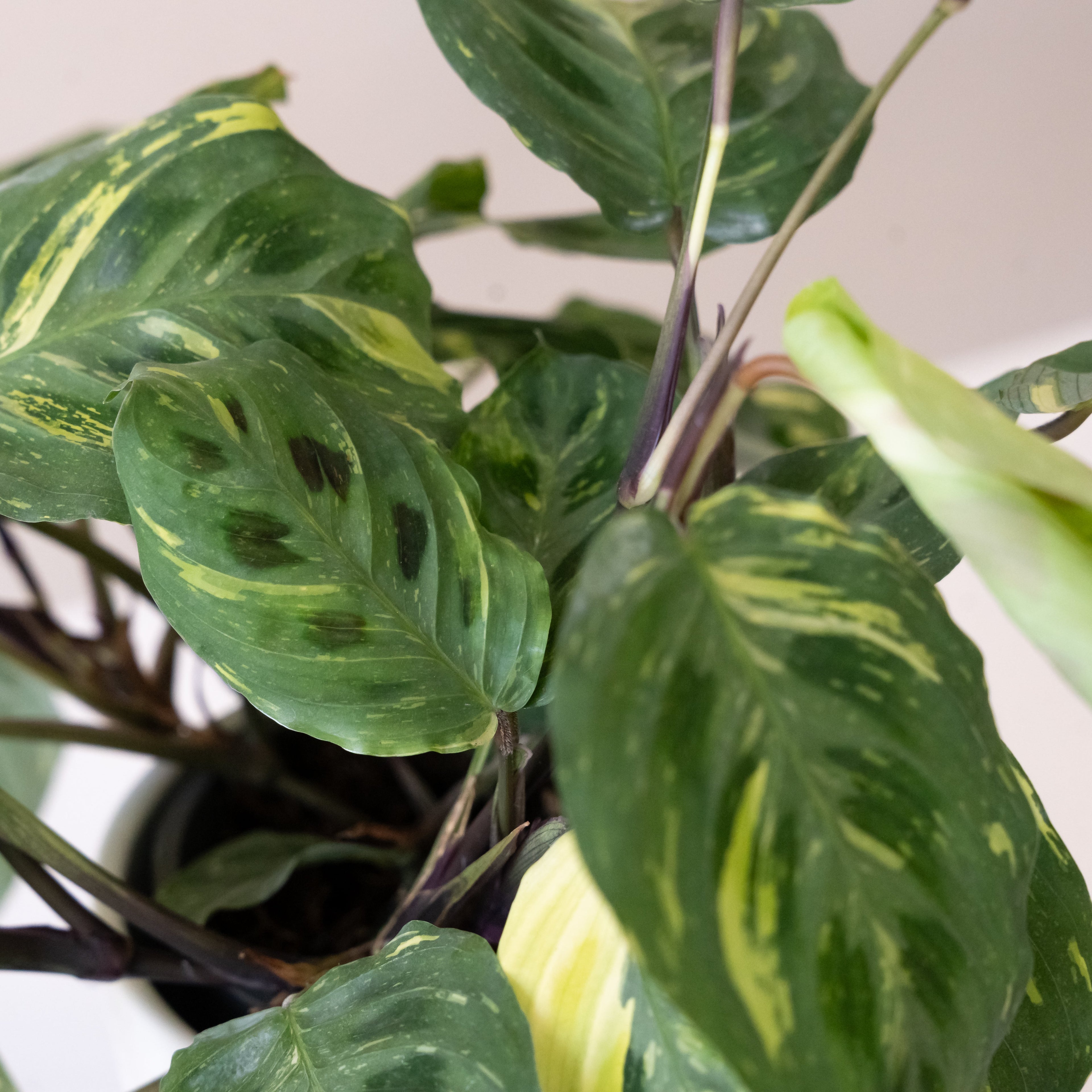 Siesta Say Grace Maranta product image 3