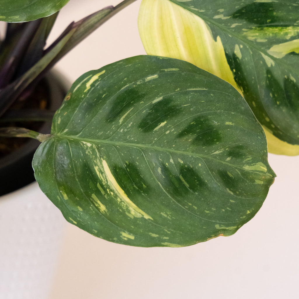 Siesta Say Grace Maranta product image 2