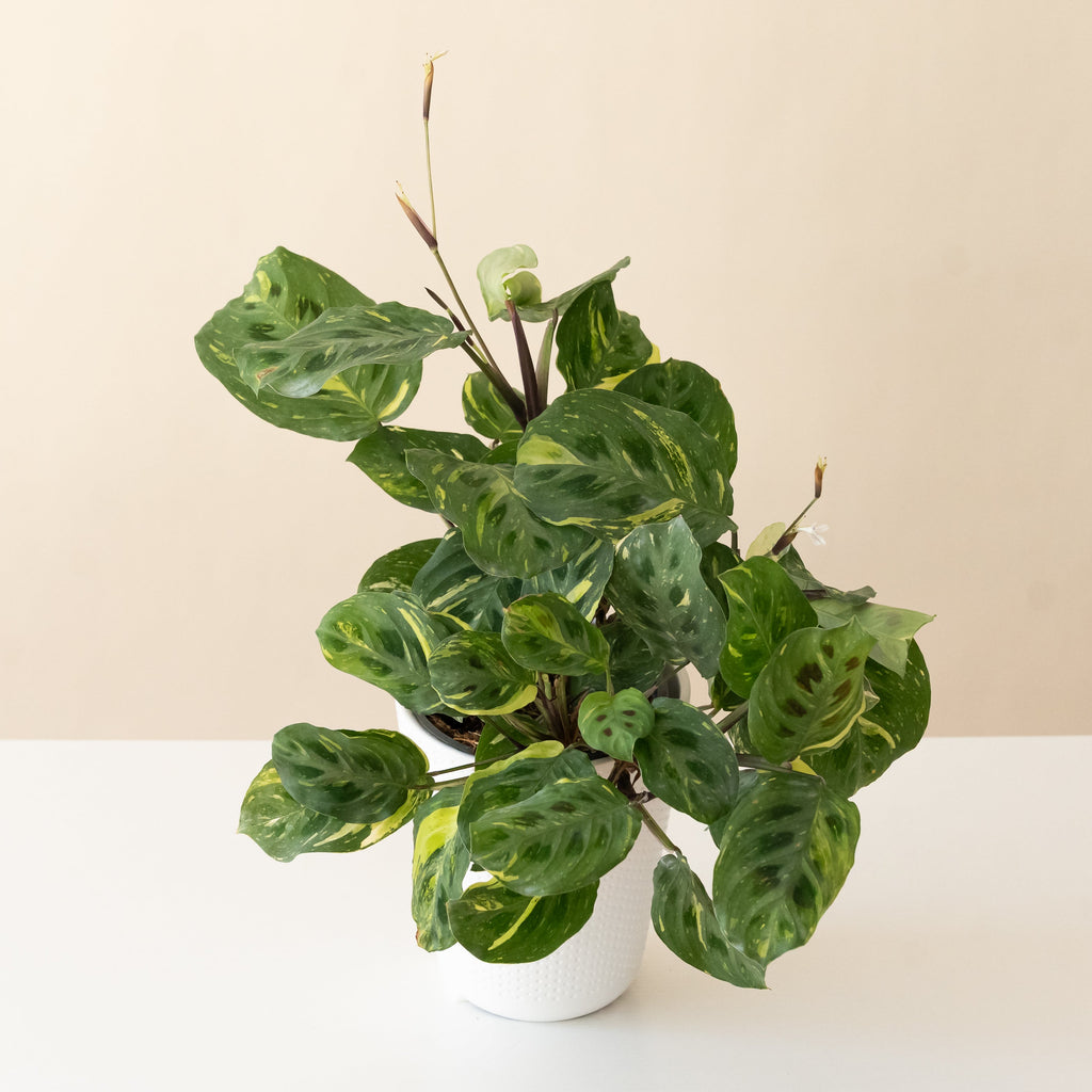 Siesta Say Grace Maranta product image 1