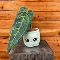Anthurium Queen Plush Plant Gift