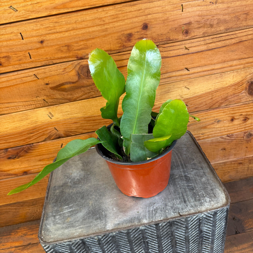 Queen of the Night Orchid Cactus (Epiphyllum), 6-inch Plant — product image 2