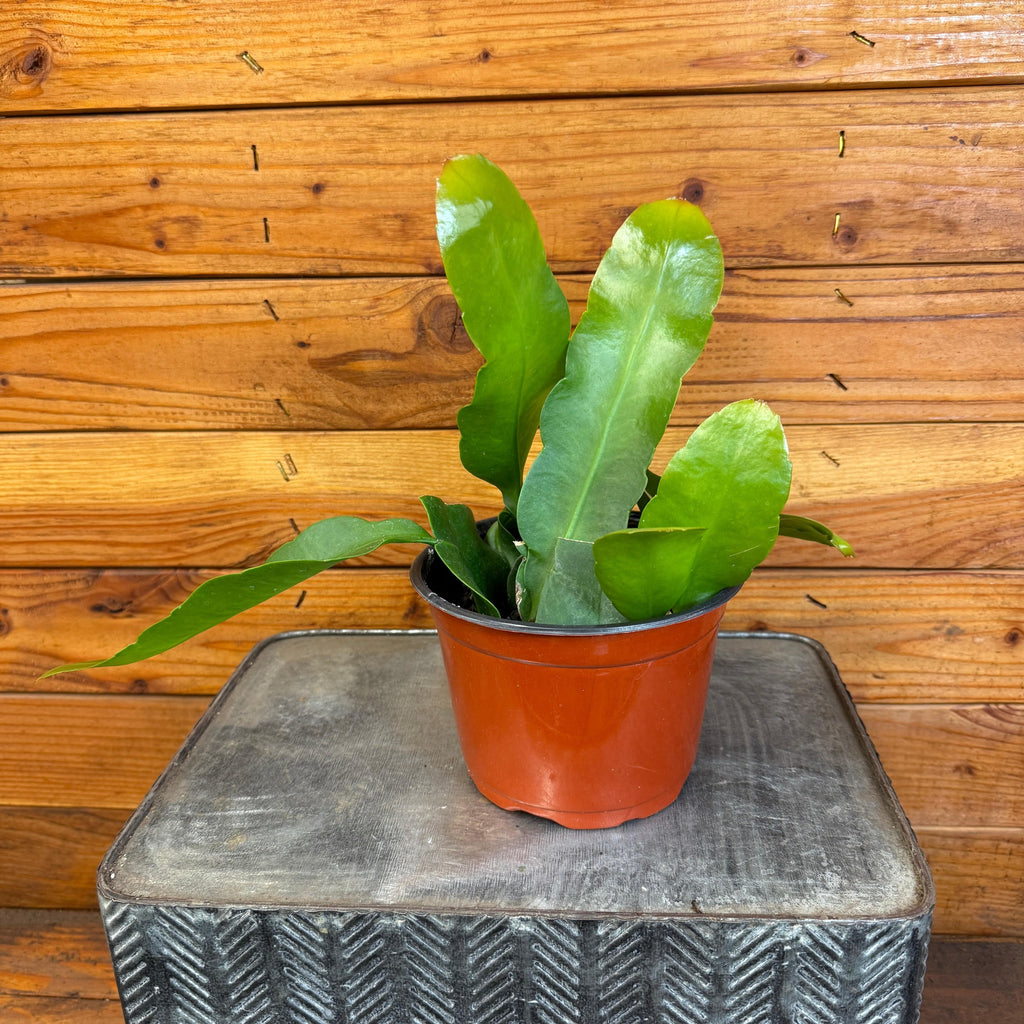 Queen of the Night Orchid Cactus (Epiphyllum), 6-inch Plant