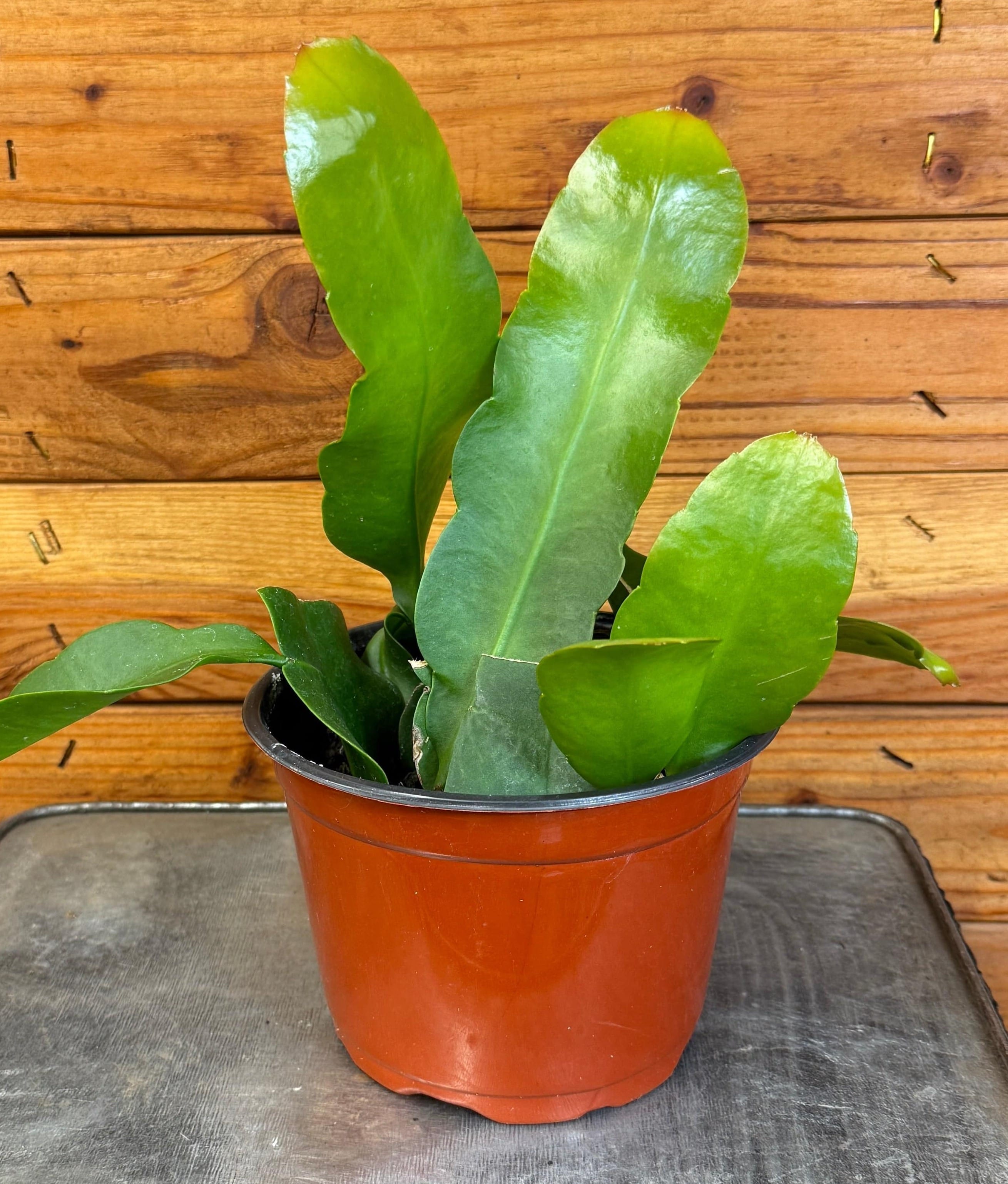 Queen of the Night Orchid Cactus (Epiphyllum), 6-inch Plant — product image 5
